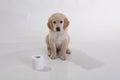 Puppy of Golden Retriver sitting dog frontal , on white background, golden retriever frontal isolated white background, Royalty Free Stock Photo