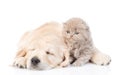 Puppy golden retriever sleeping with kitten. isolated on white Royalty Free Stock Photo