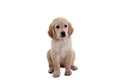 Puppy of Golden Retriver sitting dog frontal , isolated on white background, golden retriever frontal isolated white background, Royalty Free Stock Photo