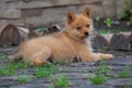 Puppy on the grass and stumps. Royalty Free Stock Photo