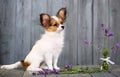 Puppy on a gray background