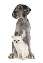 Puppy great dane and chihuahua Royalty Free Stock Photo