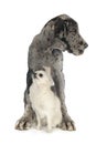 Puppy great dane and chihuahua Royalty Free Stock Photo