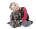 Puppy great dane and child Royalty Free Stock Photo