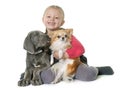 Puppy great dane and child Royalty Free Stock Photo