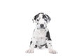 A puppy of the Great Dane Dog or German Dog, the largest dog breed in the world, Harlequin fur, white with black spots, sitting Royalty Free Stock Photo