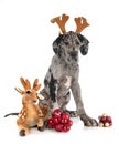 Puppy great dane Royalty Free Stock Photo