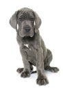 Puppy great dane