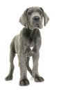 Puppy great dane