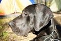 Great Dane puppy