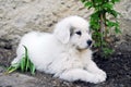 Puppy great Pyrenees dog Royalty Free Stock Photo