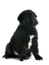 Puppy groenendael Royalty Free Stock Photo