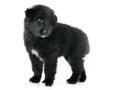 Puppy groenendael Royalty Free Stock Photo