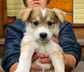Puppy on hand of the landlady Royalty Free Stock Photo