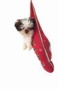 Puppy Hanging Around In Christmas Stocking Royalty Free Stock Photo