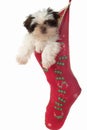 Puppy Hanging Around In Christmas Stocking 2 Royalty Free Stock Photo