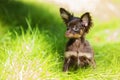 Puppy is hiding in the green grass Royalty Free Stock Photo
