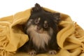 Puppy hiding under a blanket Royalty Free Stock Photo