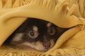 Puppy hiding under a blanket Royalty Free Stock Photo