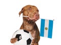 Puppy, holding Argentine Flag and soccer ball Royalty Free Stock Photo
