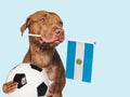 Puppy, holding Argentine Flag and soccer ball Royalty Free Stock Photo