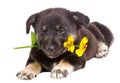 Puppy holding flower