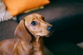 Puppy at home Royalty Free Stock Photo