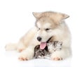 Puppy Hugging Sleeping Kitten. Isolated On White Background