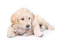 Puppy hugging a small kitten. isolated on white background Royalty Free Stock Photo