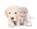 Puppy hugging a small kitten. isolated on white background Royalty Free Stock Photo