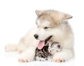 Puppy hugs sleepy kitten. isolated on white background Royalty Free Stock Photo