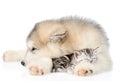 Puppy hugs sleepy kitten. isolated on white background Royalty Free Stock Photo