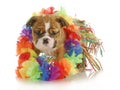 Puppy hula dancer Royalty Free Stock Photo