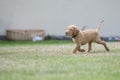 5 week old puppies of vizsla hound dog