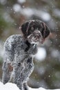 Puppy of hunting dog on the walking in winter Royalty Free Stock Photo