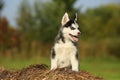 Puppy husky with different color eyes sitting on the dry grass