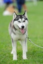 puppy of husky dog On a green grass Royalty Free Stock Photo