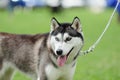 puppy of husky dog on the blurred background Royalty Free Stock Photo