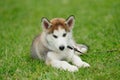 puppy of husky dog on a green grass
