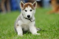 puppy of husky dog on a green blurred background Royalty Free Stock Photo