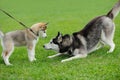 puppy of husky dog Royalty Free Stock Photo