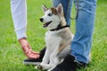 puppy of husky dog Royalty Free Stock Photo