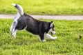 Puppy husky jump