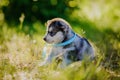 Puppy husky sitting on the grass