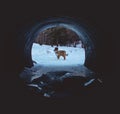 Puppy in an Icy Tunnel
