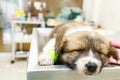 Puppy ill and sleep on operating table Royalty Free Stock Photo