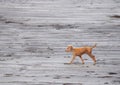 Puppy of an Indian Pariah Dog walking on a Beach...