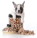 puppy inside cookie jar Royalty Free Stock Photo