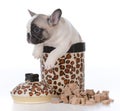 puppy inside cookie jar Royalty Free Stock Photo