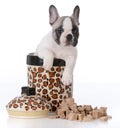 puppy inside cookie jar Royalty Free Stock Photo